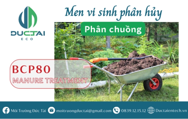 BCP 80 – MEN VI SINH PHÂN HỦY PHÂN CHUỒNG